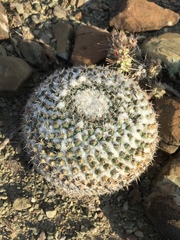 Mammillaria chionocephala