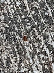Myrmecophilidae