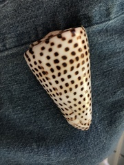Conus litteratus