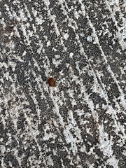 Myrmecophilidae