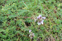 Astragalus tolucanus