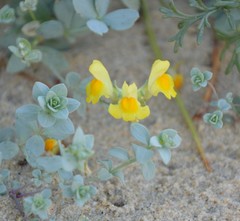 Linaria thymifolia