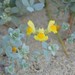 Thyme-leaved Toadflax - Photo (c) Donald Davesne, some rights reserved (CC BY), uploaded by Donald Davesne