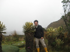 Espeletia hartwegiana