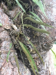 Microgramma percussa