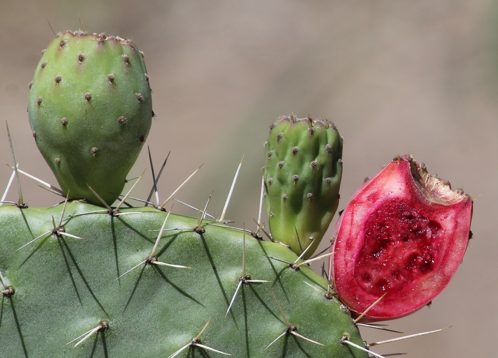 Opuntia hyptiacantha
