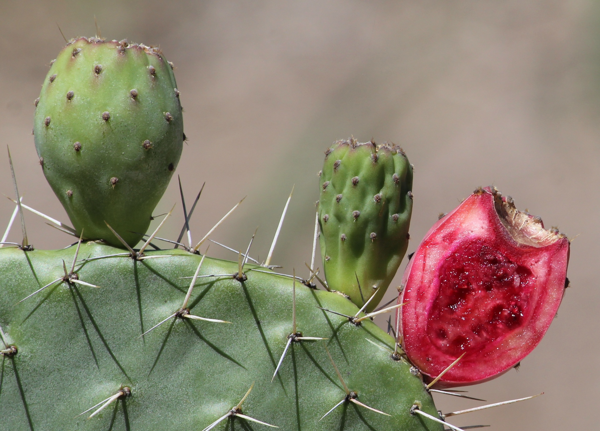 Opuntia hyptiacantha
