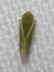 Alconeura fulminea