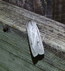 Maroga setiotricha