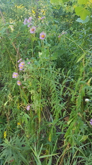 Symphyotrichum novae-angliae