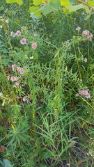 Symphyotrichum novae-angliae