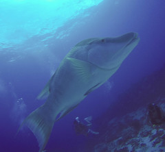 Lachnolaimus maximus