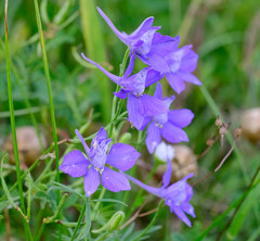 Delphinium consolida