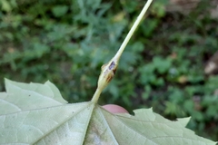 Neolasioptera vitinea