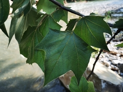 Platanus rzedowskii