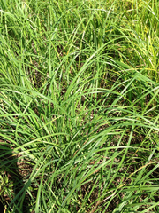 Carex emoryi