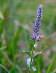 Veronica barrelieri