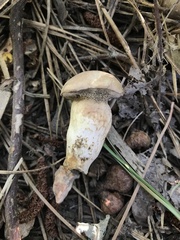 Retiboletus vinaceipes