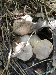 Retiboletus vinaceipes