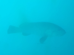 Epinephelus lanceolatus