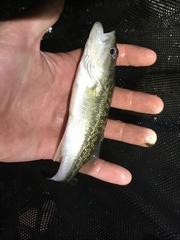 Micropterus punctulatus