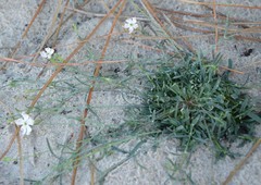 Silene portensis
