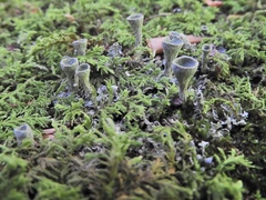 Cladonia conista