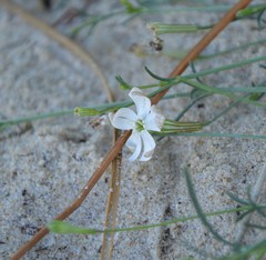 Silene portensis