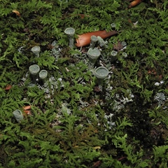 Cladonia conista