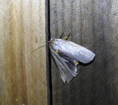 Maroga setiotricha