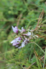 Astragalus tolucanus