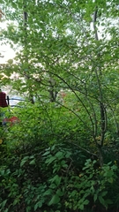 Angiospermae