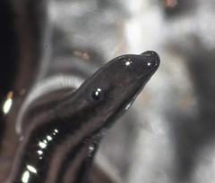 Platydemus victoriae