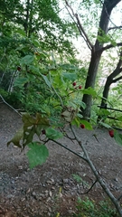 Angiospermae