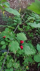 Angiospermae