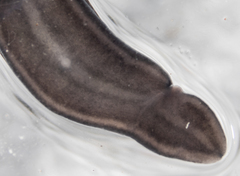 Platydemus victoriae