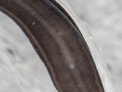 Platydemus victoriae