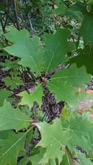 Quercus rubra