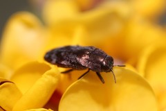 Diphucrania acuducta