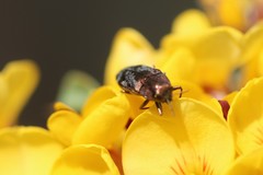 Diphucrania acuducta
