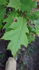 Quercus rubra