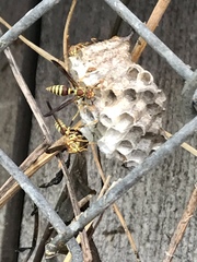 Polistes exclamans