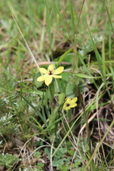Sisyrinchium conzattii