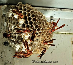Polistes oculatus