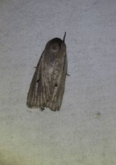 Maroga setiotricha