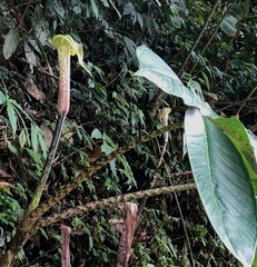 Arisaema nepenthoides