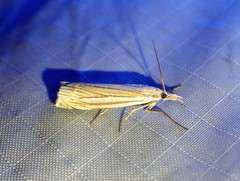 Crambus laqueatellus