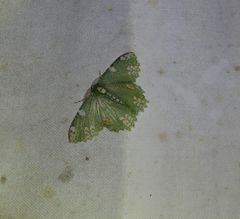 Eucyclodes fascinans