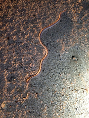 Phyllorhynchus decurtatus