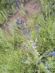 Salvia chamaedryoides